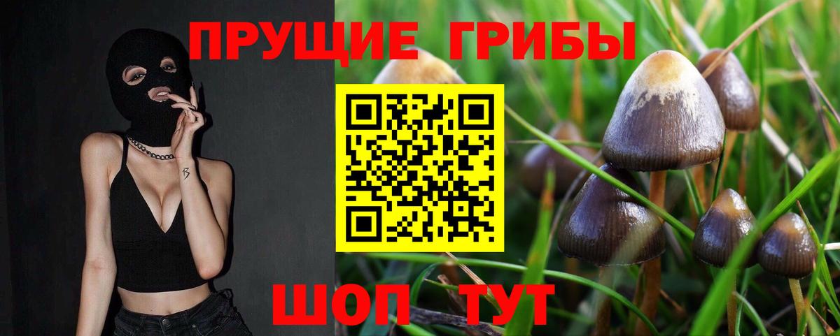 Галлюциногенные грибы GOLDEN TEACHER  Вход с VPN  Галлюциногенные грибы Psilocybe  Кисловодск 
